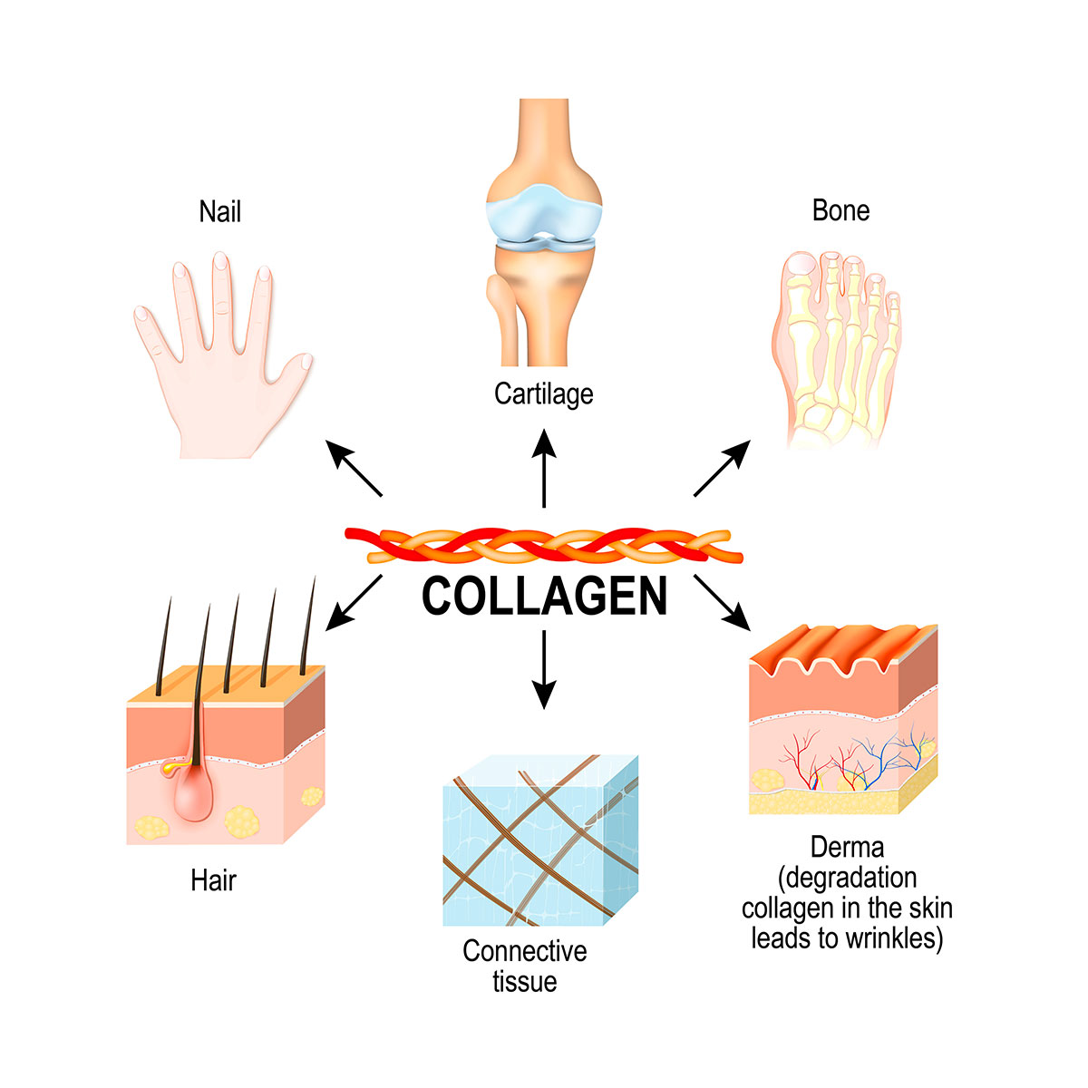 All the benefits of marine collagen